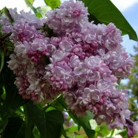 SYRINGA BELLE DE NANCY
