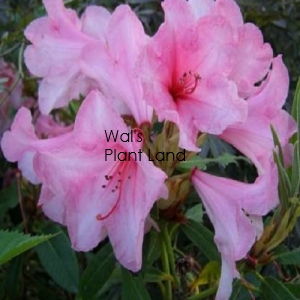 RHODODENDRON FLAMINGO