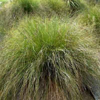 CAREX SECTA