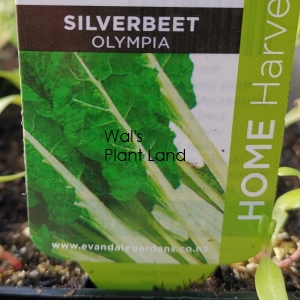 SILVERBEET OLYMPIA