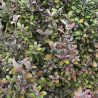 COROKIA FROSTED CHOCOLATE