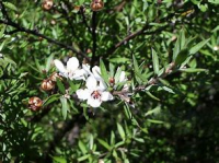 LEPTOSPERMUM SCOPARIUM MANUKA