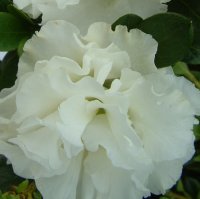 AZALEA PAX