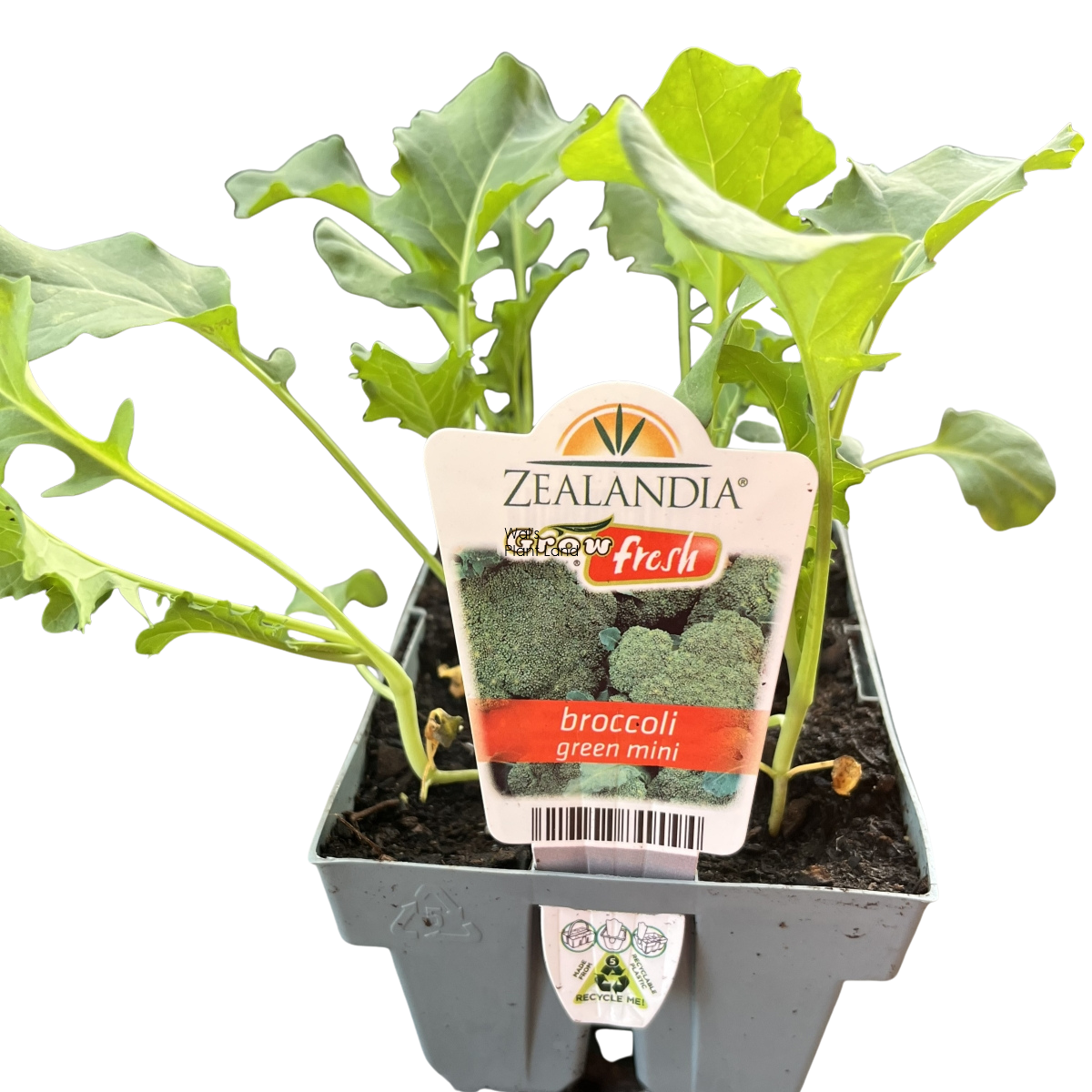 BROCCOLI GREEN MINI [BROCGREMIN] - $5.99 : Wals Plant Land!, For all ...