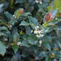ILEX STD BLUE PRINCE - 70CM STANDARD