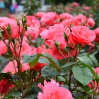 ROSE STD LITTLE MISS PERFECT F