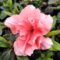 AZALEA COMTESSE DE KERCHOVE