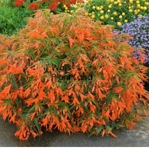 BEGONIA BOLIVIENSIS 'BONFIRE'