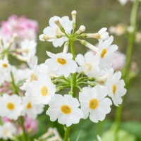 PRIMULA JAPONICA WHITE