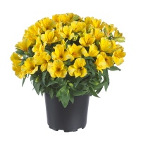 ALSTROEMERIA PRINCESS LILY LISA
