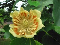 LIRIODENDRON TULIPIFERA