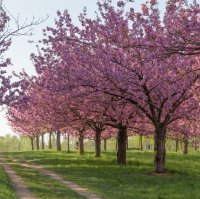 Trees