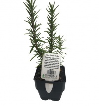 ROSEMARY HOME KITCHEN