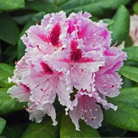 Rhododendrons
