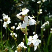 LIBERTIA FORMOSA