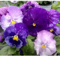 PANSY DELTA LAVENDER SHADES