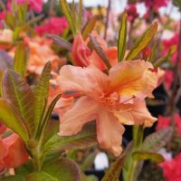 AZALEA BARBACUE-DECIDUOUS