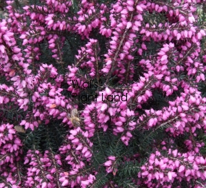 ERICA DARLEYENSIS PINK