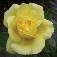ROSE STD SERENDIPITY