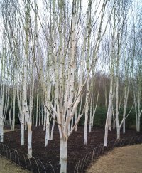 BETULA JACQUEMONTII
