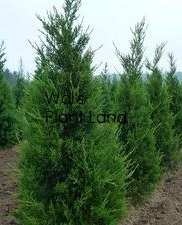 JUNIPERUS CHINENSIS ROBUSTA GREEN