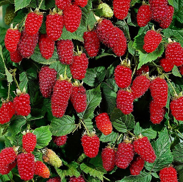 Tayberry sales