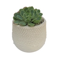 POTTED SUCCULENT VARIETIES