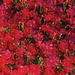COREOPSIS STRAWBERRY