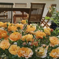 ROSE FLOWER CARPET AMBER