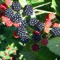 RUBUS NAVAHO - BLACKBERRY