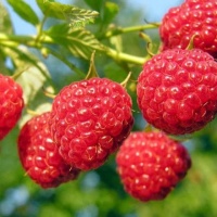 RASPBERRY CLUTHA