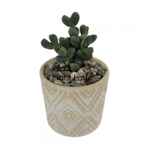POTTED SUCCULENT VARIETIES