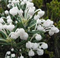 ANDROMEDA COMPACTA ALBA - (WHITE)