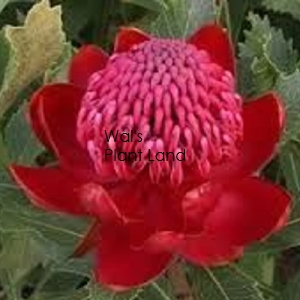TELOPEA DAWN FIRE