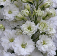 DELPHINIUM DOUBLE INNOCENCE