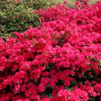 AZALEA RED GIANT-DECIDUOUS