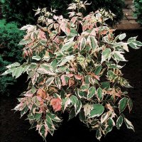 ACER NEGUNDO FLAMINGO