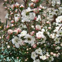 LEPTOSPERMUM WIRI LINDA