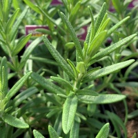 ROSEMARY BBQ HOME GARDEN