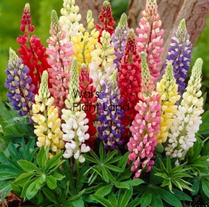LUPIN GALLERY MIXED