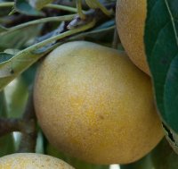 APPLE MERTON RUSSET