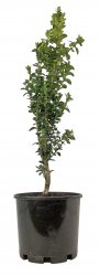 BUXUS GRAHAM BLANDY