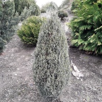 JUNIPERUS COMMUNIS COMPRESSA