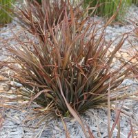 PHORMIUM JACK SPRATT