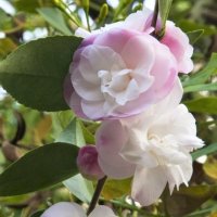 CAMELLIA CINNAMON CINDY