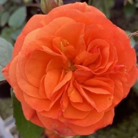 ROSE SHOWPIECE ORANGE