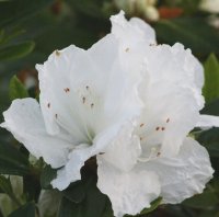 AZALEA ALASKA
