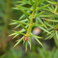PODOCARPUS TOTARA