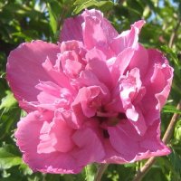 HIBISCUS COLLIE MULLENS