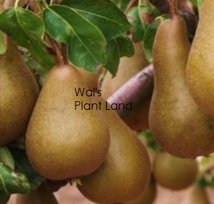 PEAR BEURRE BOSC